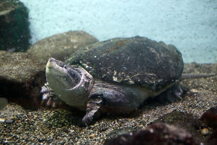 snapping turtle  Chelydra serpentina  Specified Invasive Alien Species, Invasive Alien Species for Emergency Action