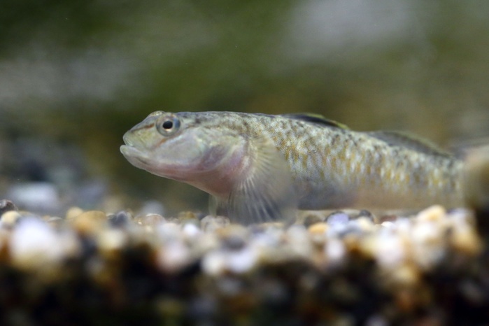 Eviota abax (species of pygmy goby ranging from Southern Japan to Hainan Is.)