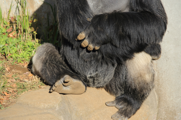 western lowland gorilla ♂ soles and toes