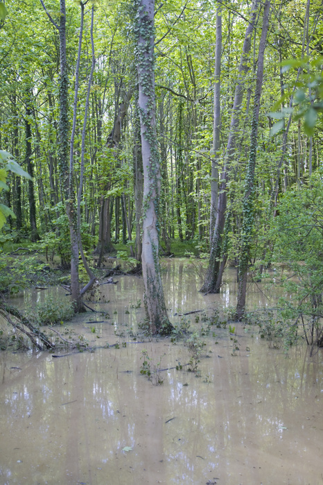 Deciduous woods flooded by heavy rain, Suffolk, England