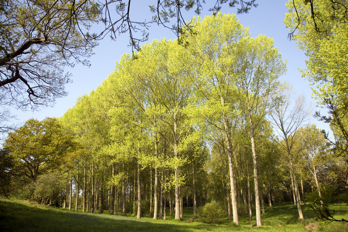 Populus tremula European aspen trees growing in wet land near Kirton Suffolk, England