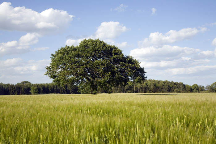 Oak tree in summer stands in cereal field, Iken, Suffolk, England Oak tree in summer stands in cereal field, Iken, Suffolk, England