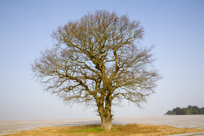 Single leafless oak tree in winter against blue sky, Wantisden, Suffolk, England Single leafless oak tree in winter against blue sky, Wantisden, Suffolk, England