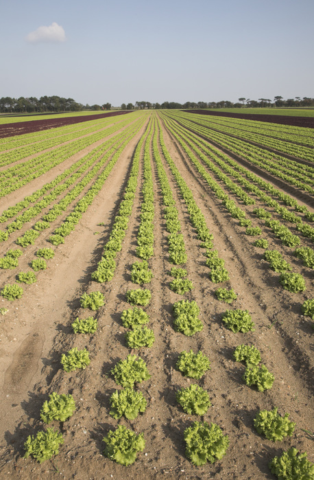 Lettuce crops growing in field, Bawdsey, Suffolk, England. Lettuce crops growing in field, Bawdsey, Suffolk, England. The sandy soil, dry climate, flat land and easy access make the Suffolk Sandlings an ideal farming area for salad crops such as lettuce.