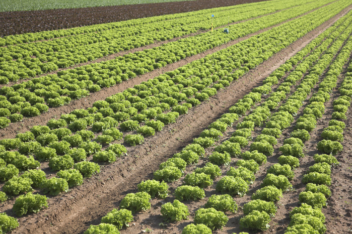 Lettuce crops growing in field, Bawdsey, Suffolk, England. Lettuce crops growing in field, Bawdsey, Suffolk, England. The sandy soil, dry climate, flat land and easy access make the Suffolk Sandlings an ideal farming area for salad crops such as lettuce.