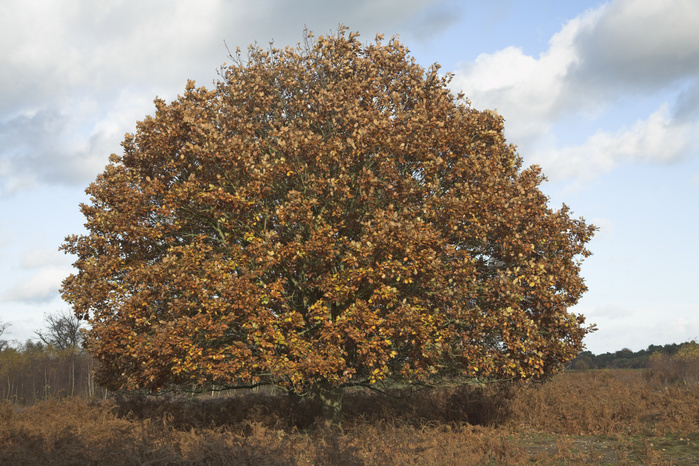 Golden brown autumn leaves of oak tree on heathland, Shottisham, Suffolk, England