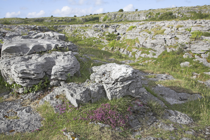 Carboniferous limestone rocky surface with clints and grykes, the Burren, County Clare, Ireland