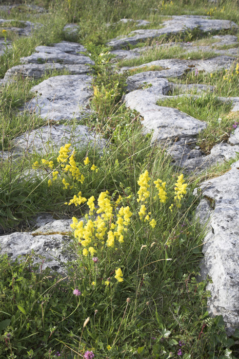 Carboniferous limestone rocky surface with clints and grykes, the Burren, County Clare, Ireland