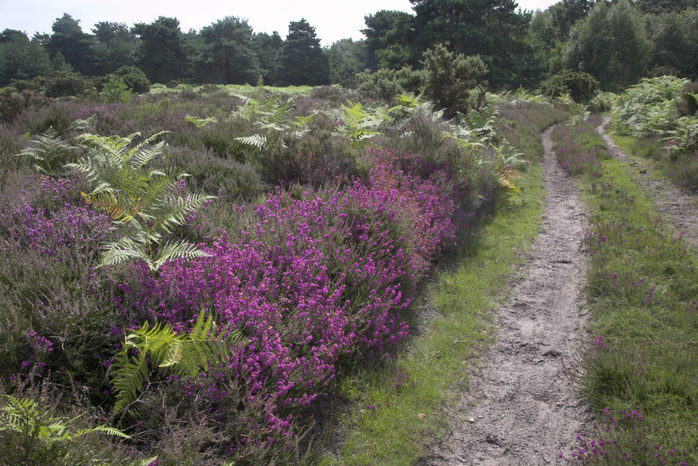 Track over heathland with heather and bracken plants, Hollesley Common, Suffolk, England