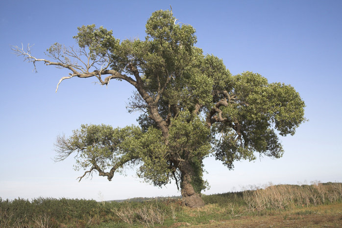 Male Black Poplar tree   populus nigra, Suffolk, England One of Britain s rarest native trees. Male Black Poplar tree   populus nigra, Suffolk, England