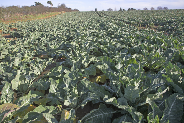 Field of cauliflowers in East Anglia, Butley, Suffolk, England