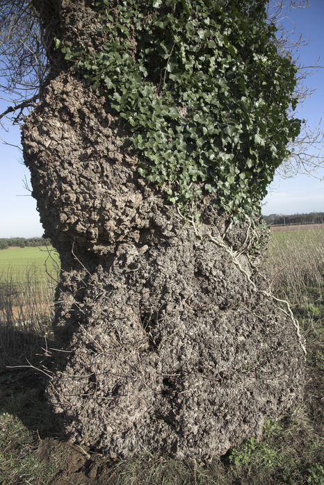 Male Black Poplar tree   populus nigra, Suffolk, England One of Britain s rarest native trees. Male Black Poplar tree   populus nigra, Suffolk, England