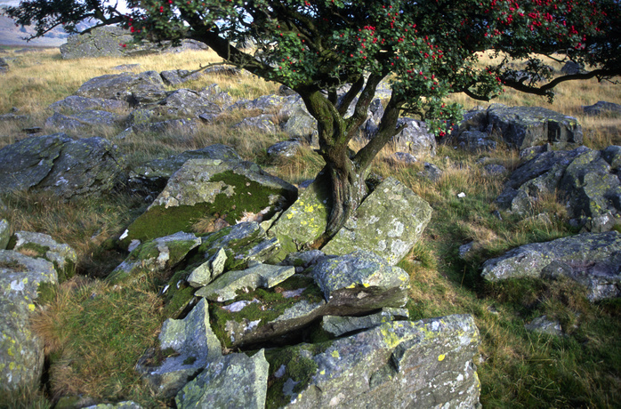 Yorkshire Dales national park, England Tree growing through rock, limestone scenery, Yorkshire Dales national park, England