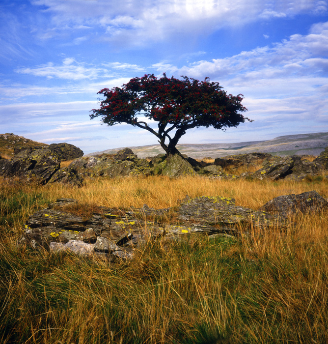Rowan tree growing on limestone upland, Yorkshire Dales national park, Yorkshire, England Rowan tree growing on limestone upland, Yorkshire Dales national park, Yorkshire, England