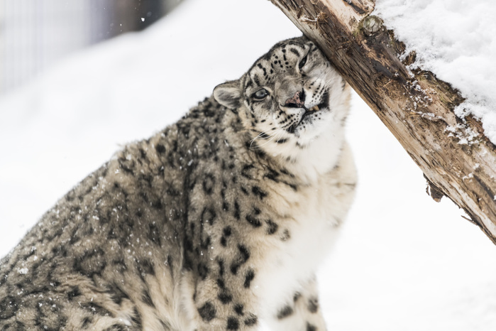 genus containing the snow leopard