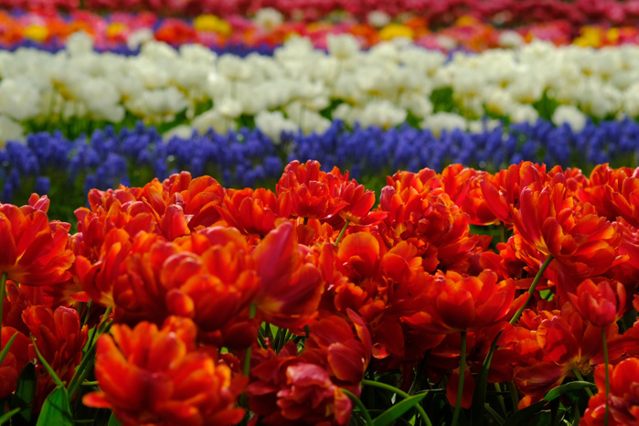 Keukenhof Park, The Netherlands Tulips and muscari are in full bloom at the Keukenhof, the world s largest flower and tulip garden park, near Lisse, in Netherlands May 10, 2017. One of the most popular destinations in the Netherlands, also known as the Garden of Europe, more than seven million tulips, daffodils and hyacinths fill over an area of 32 hectares and is open for two months.   Photo by Yuriko Nakao AFLO 