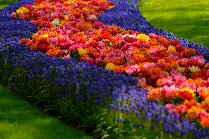 Keukenhof Park, The Netherlands Tulips and muscari are in full bloom at the Keukenhof, the world s largest flower and tulip garden park, near Lisse, in Netherlands May 10, 2017. One of the most popular destinations in the Netherlands, also known as the Garden of Europe, more than seven million tulips, daffodils and hyacinths fill over an area of 32 hectares and is open for two months.   Photo by Yuriko Nakao AFLO 