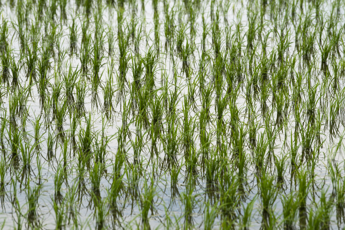 Japanese Rice Planting Ceremony JUNE 3, 2018   A recently planted rice field seen during Yuki Saiden O taue Matsuri, a rice planting ceremony and festival in Okazaki, Japan.   The festival takes place at a special rice field for Shinto dieties called a saiden. Similar events are held during the rice planting season throughout Japan.  While most rice planting in Japan is now done by machine, festival participants plant rice by hand. They also wear traditional clothing, and perform traditional song and dance.  Photo by Ben Weller AFLO   JAPAN   UHU 