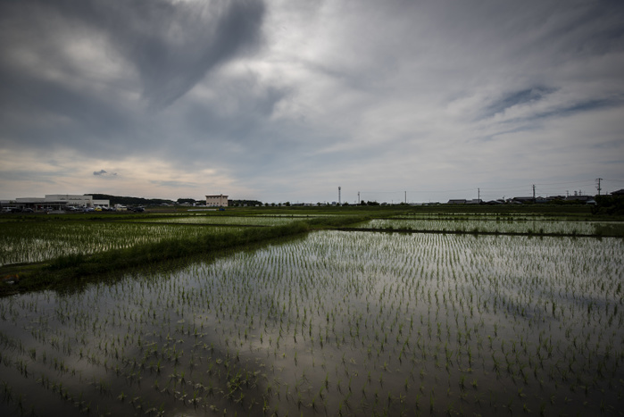 Japanese Rice Planting Ceremony JUNE 3, 2018   A recently planted rice field seen during Yuki Saiden O taue Matsuri, a rice planting ceremony and festival in Okazaki, Japan.   The festival takes place at a special rice field for Shinto dieties called a saiden. Similar events are held during the rice planting season throughout Japan.  While most rice planting in Japan is now done by machine, festival participants plant rice by hand. They also wear traditional clothing, and perform traditional song and dance.  Photo by Ben Weller AFLO   JAPAN   UHU 