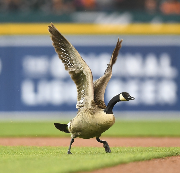 2018 MLB A goose lands on the field during a rain delay in the sixth inning of the Major League Baseball game between the Los Angeles Angels and the Detroit Tigers at Comerica Park in Detroit, Michigan, United States, May 30, 2018.  Photo by AFLO 
