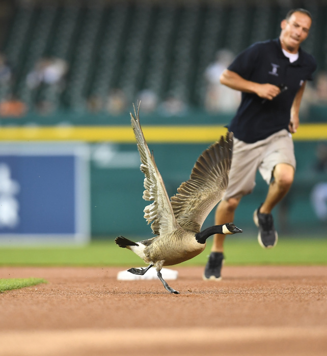 2018 MLB Goose interrupted during rain interruption A member of the grounds crew chases a goose around the field during a rain delay in the sixth inning of the Major League Baseball game between the Los Angeles Angels and the Detroit Tigers at Comerica Park in Detroit, Michigan, United States, May 30, 2018.  Photo by AFLO 