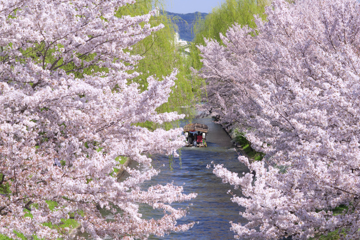 Cherry blossoms on the moat river in spring, Fushimi, Kyoto From Fushimi Deai Bridge
