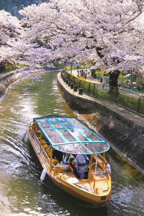Biwako Sosui Boat with Cherry Blossoms, Kyoto Taken from Anju Bridge