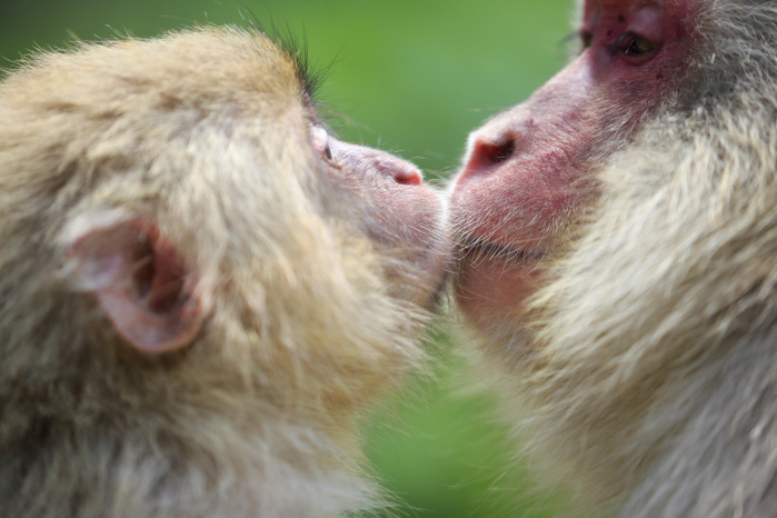Japanese macaque parent and child at Jigokudani Monkey Park, Nagano Prefecture
