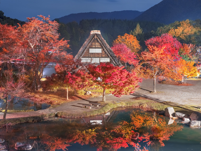 Gifu Prefecture Shirakawa-go Gassho-Zukuri Minka-en (Gassho-Zukuri Minka-En) Light-up of Autumn Leaves