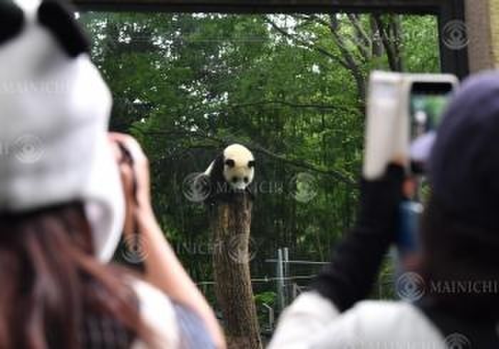 Ueno s panda  Shanshan  celebrates its first birthday Shanshan, a giant panda, celebrates its first birthday at the Ueno Zoo in Taito Ward, Tokyo, June 12, 2018, at 9:39 a.m. Photo by Toshiki Miyama.