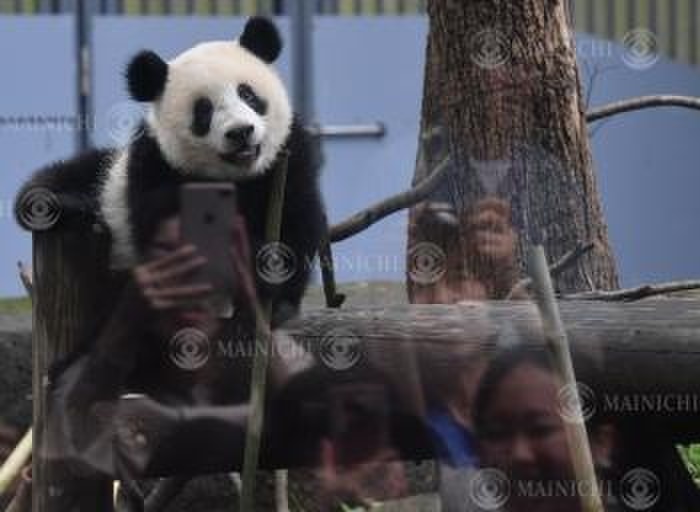 Ueno s panda  Shanshan  celebrates its first birthday Shanshan, a giant panda, celebrates its first birthday playing as a large crowd watches, at the Ueno Zoo in Taito Ward, Tokyo, June 12, 2018, 9:36 a.m. Photo by Toshiki Miyama.