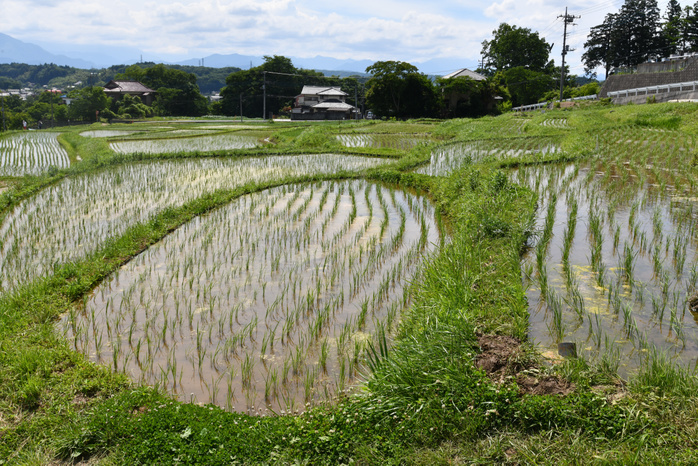 Terasaka terraced paddy fields where restoration work has begun June 19, 2018, Yokose machi, Japan   It s time for planting in the terraced rice fields, the largest of its kind in Saitama Prefecture, in Once abandoned for cultivation due to lack of farm successors and difficulties of maitenance and management, four hectares of the therable rice fields, the largest of its kind in Saitama Prefecture, in Terasaka, some 50 km northeast of Tokyo, on Tuesday, June 19, 2018. Once abandoned for cultivation due to lack of farm successors and difficulties of maitenance and management, four hectares of the total 5.2 hectare paddy field have been re cultivated by volunteer local farmers since 2001. Natsuki Sakai AFLO  AYF  mis 