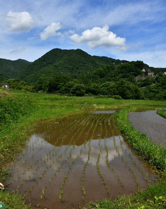 Restoration of the Terasaka terraced rice paddies begins. June 19, 2018, Yokose machi, Japan   It s time for planting in the terraced rice fields, the largest of its kind in Saitama Prefecture, in It s time for planting in the terraced rice fields, the largest of its kind in Saitama Prefecture, in Terasaka, some 50 km northeast of Tokyo, on Tuesday, June 19, 2018. once abandoned for cultivation due to lack of farm successors and difficulties of maitenance and management Once abandoned for cultivation due to lack of farm successors and difficulties of maitenance and management, four hectares of the total 5.2 hectare paddy field have been re cultivated by volunteer local farmers since 2001. Natsuki Sakai AFLO  AYF  mis 