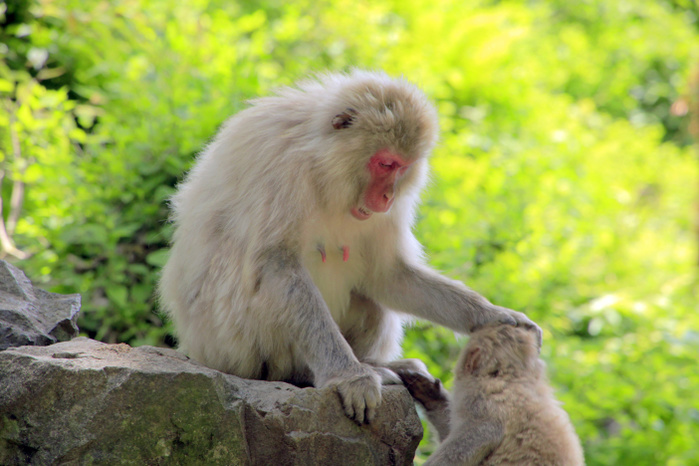 Jigokudani, Nagano Prefecture Japanese macaque