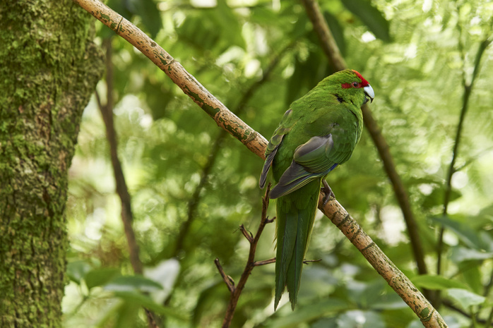 A friendly Red crowned parakeet in thick bush near Otorohanga, Waikato region. A friendly Red crowned parakeet in thick bush near Otorohanga, Waikato region, North Island, New Zealand, Pacific, Photo by Tim Winter