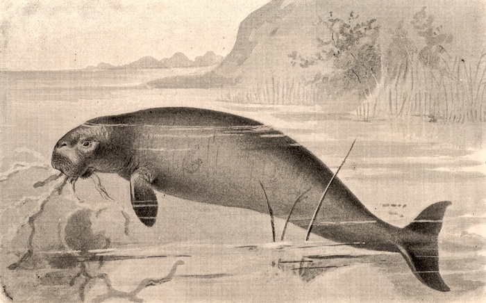 Steller's Sea-Cow (Hydrodamalis gigas/Rhytina gigas), extinct aquatic mammal.  Artist's realisation of the giant sea-cow discovered by Georg Wilhelm Steller 1709-1746) Russian ornithologist on the Danish navigator Vitus Bering's (Behring) second Kamchatka expedition, 1741. From 'Extinct Monsters' by the Rev. HN Hutchinson (London, 1893).