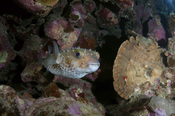 Birdbeak Burrfish (Cyclichthys orbicularis) near coral reef, Red Sea, Marsa Alam, Abu Dabab, Egypt, Africa