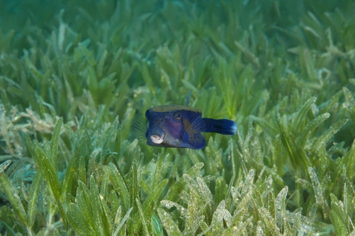 Baby Bluetail Trunkfish (Ostracion cyanurus) swims in the green sea grass, Red Sea, Dahab, Egypt, Africa