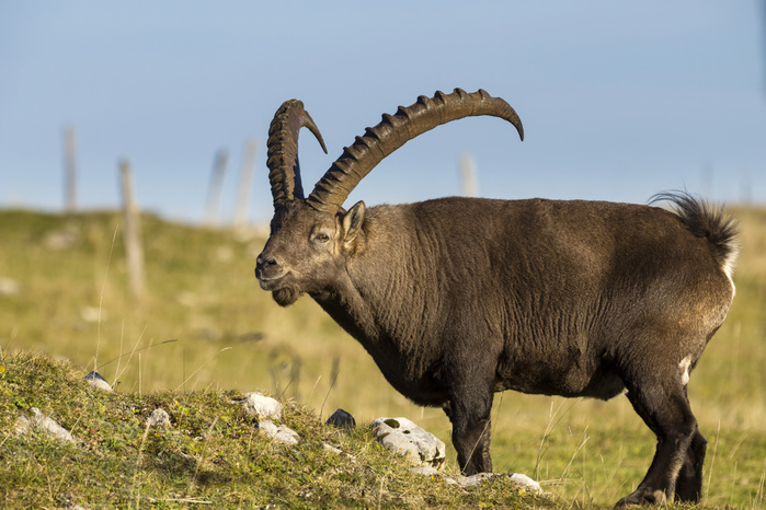 Alpine Ibex (Capra ibex), Creux du Van, Montalchez, Canton of Neuchâtel, Switzerland, Europe