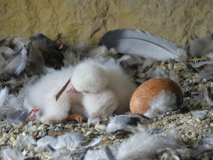 Peregrine Falcon (Falco peregrinus) chicks, a few days old, chicks sharing body warmth, City Church Esslingen, Baden-Württemberg, Germany, Europe