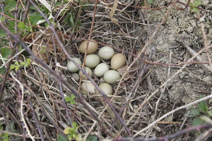 Gray Partridge eggs (Perdix perdix), nest with eight eggs and two pheasant eggs, Lower Austria, Austria, Europe