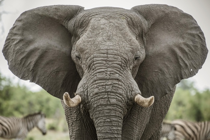 African bush elephant African elephant  Loxodonta africana , Portrait with extended ears, aggressive, Close Up, Marabou Pan, Savuti, Chobe National Park, Chobe District, Botswana, Africa
