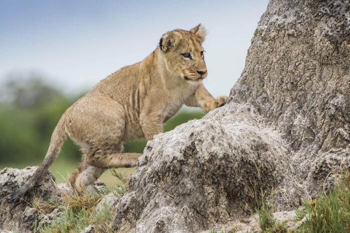 Young Lion (Panthera leo) climbs on a termite mound, Savuti, Chobe National Park, Chobe District, Botswana, Africa