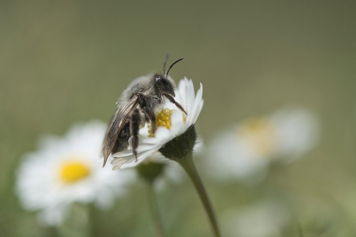Ashy mining bee (Andrena cineraria), Emsland, Lower Saxony, Germany, Europe