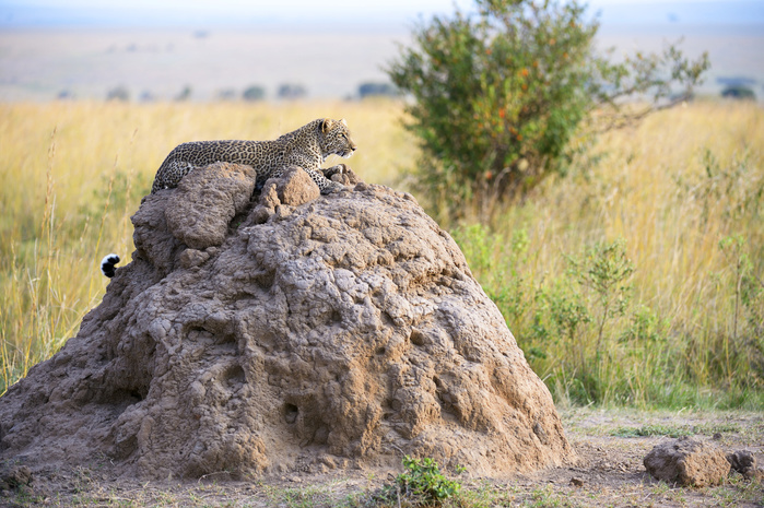 Leopard (Panthera pardus) lying on a termite mound, Maasai Mara National Reserve, Kenya, Africa