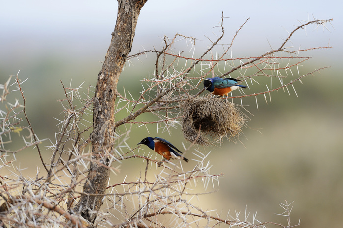 Superb Starlings (Lamprotornis superbus) looting the nest of a weaver, Samburu National Reserve, Kenya, Africa