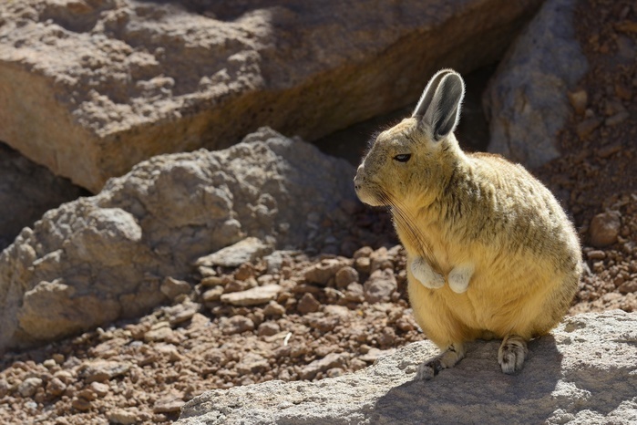 Southern Viscacha (Lagidium viscacia), Reserva Nacional de Fauna Andina Eduardo Avaroa, Nor Lípez, Potosi, Bolivia, South America