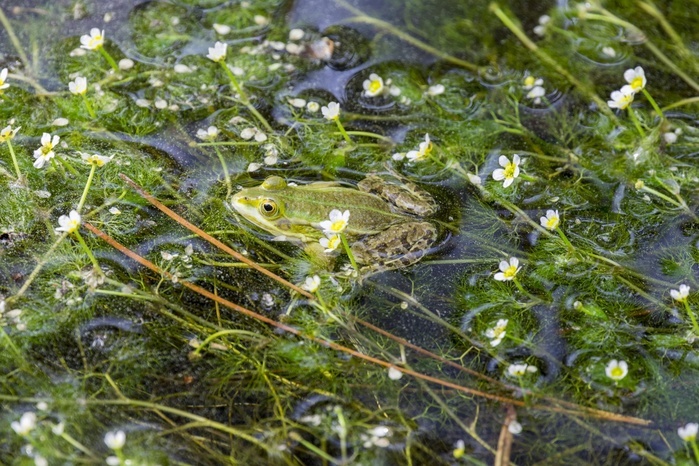 Green frog (Rana esculenta) between flowering aquatic plants, River water crowfoot (Ranunculus fluitans), Veneto, Italy, Europe
