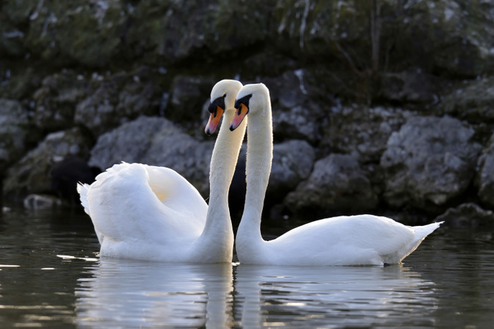 Mute swan (Cygnus olor) pair, courtship, Zug, Canton of Zug, Switzerland, Europe