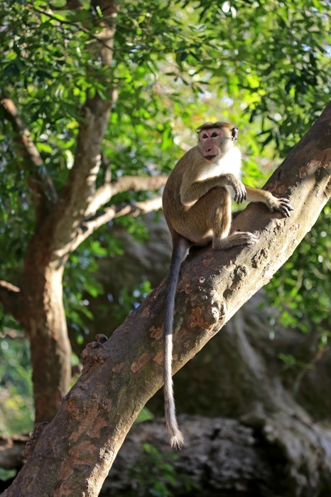 Toque macaque (Macaca sinica), adult, sitting on a tree, Yala National Park, Sri Lanka, Asia